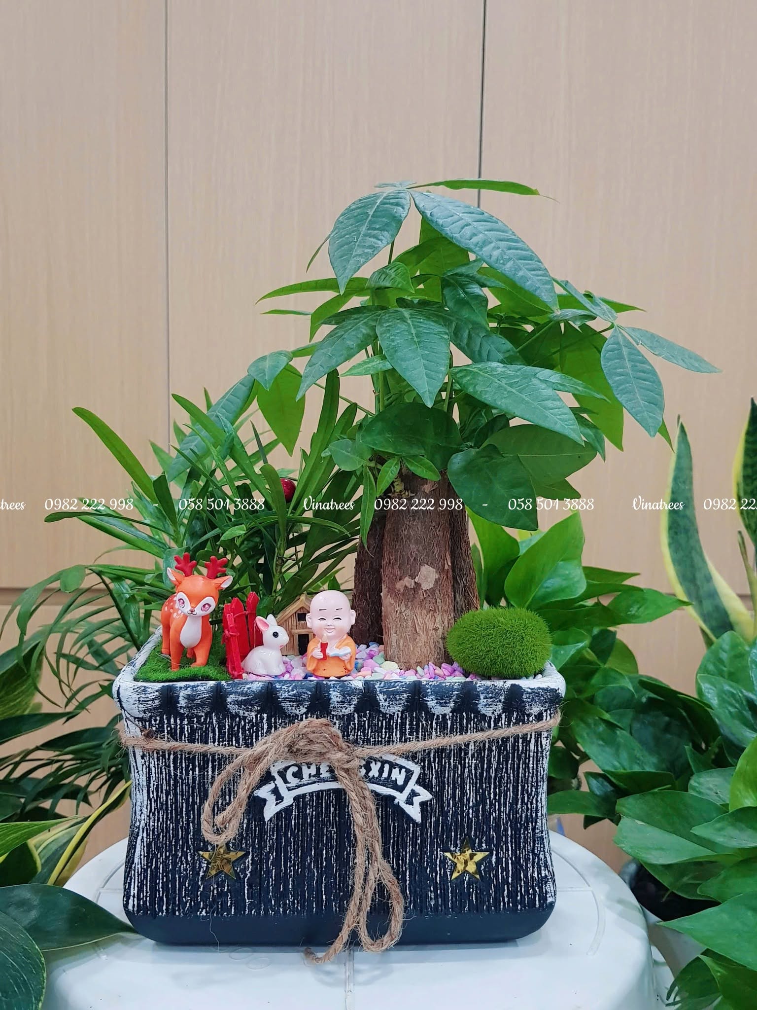 Vinatrees bán cây kim ngân để bàn